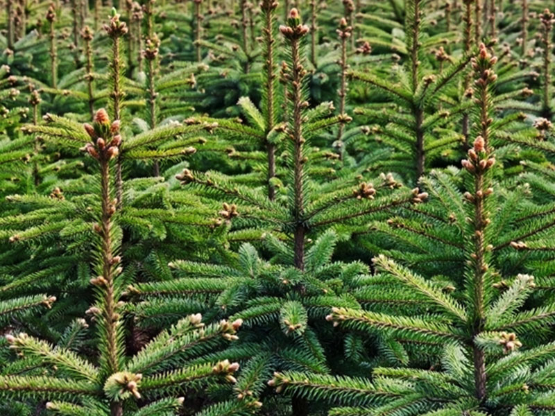 - Veiling Vaassen: Groothandel planten l Bestel als en tuincentrum online tuinplanten en bomen