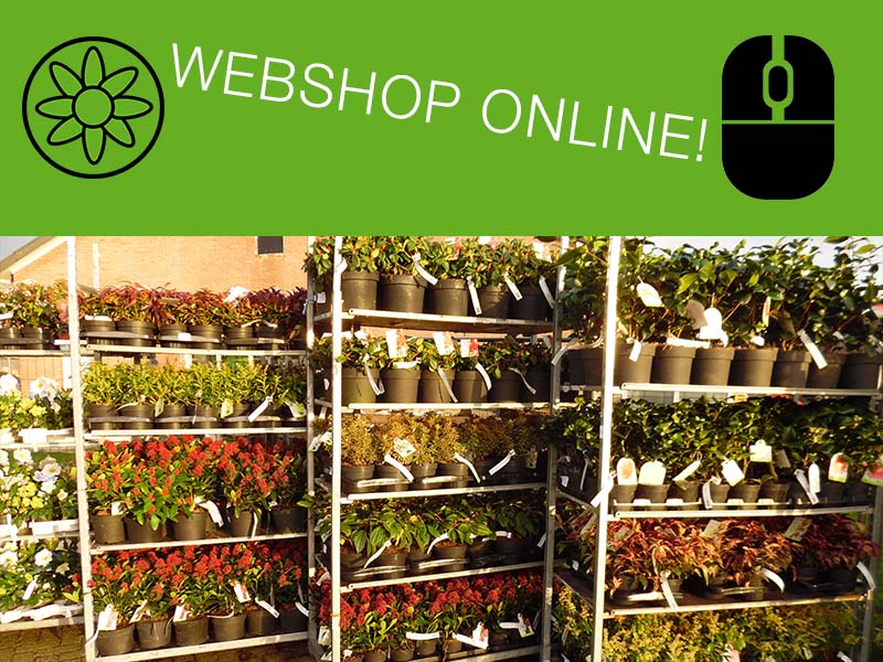 Fantastisch Mededogen smaak Tuinplanten-webshop-online - Veiling Vaassen: Groothandel planten l Bestel  als hovenier en tuincentrum online tuinplanten en bomen