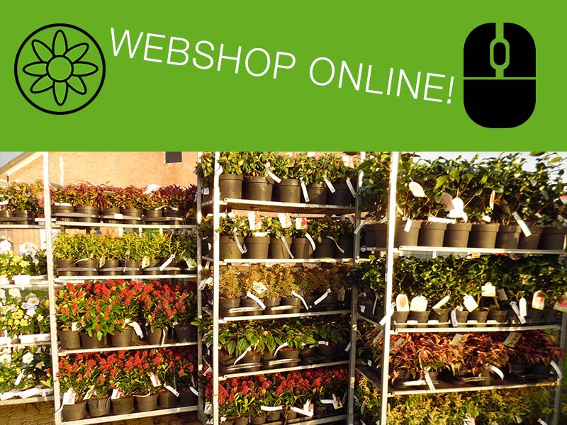 contant geld ontwerper Haarzelf Tuinplanten-webshop-online - Veiling Vaassen: Groothandel planten l Bestel  als hovenier en tuincentrum online tuinplanten en bomen