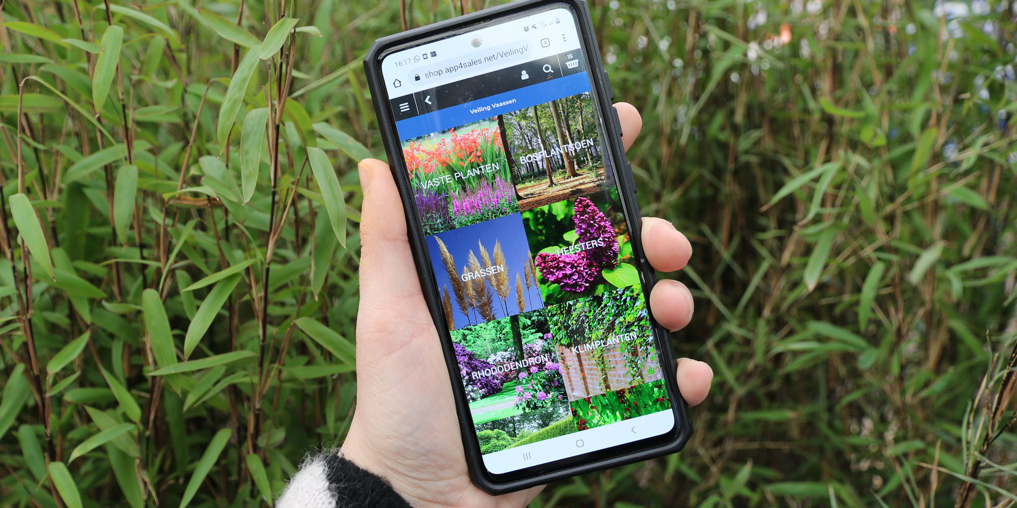 vaassen Archieven - Veiling Vaassen: Groothandel planten l als hovenier en tuincentrum online tuinplanten en bomen